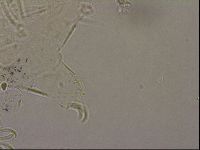 Echiniscus merokensis image