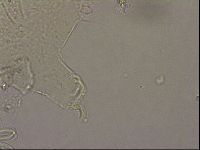 Echiniscus merokensis image