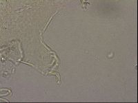 Echiniscus merokensis image