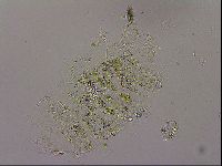 Echiniscus merokensis image