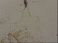 Echiniscus merokensis image