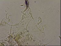 Echiniscus merokensis image