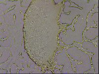 Echiniscus merokensis suecicus image