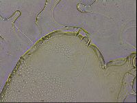 Echiniscus merokensis suecicus image