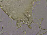 Echiniscus merokensis suecicus image