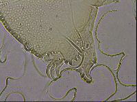 Echiniscus merokensis suecicus image