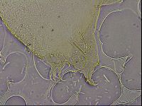 Echiniscus merokensis suecicus image