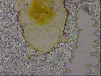 Echiniscus militaris image