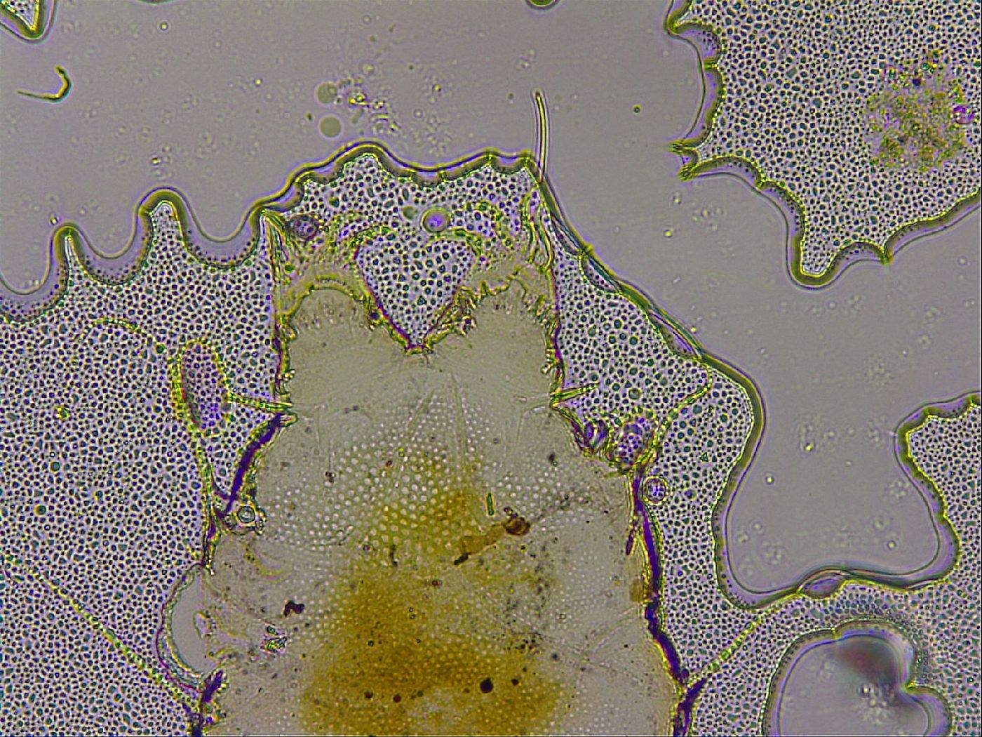 Echiniscus militaris image