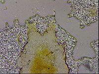 Echiniscus militaris image