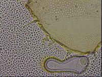 Echiniscus militaris image