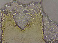 Echiniscus militaris image