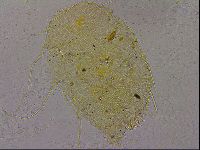 Echiniscus militaris image