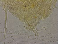Echiniscus militaris image