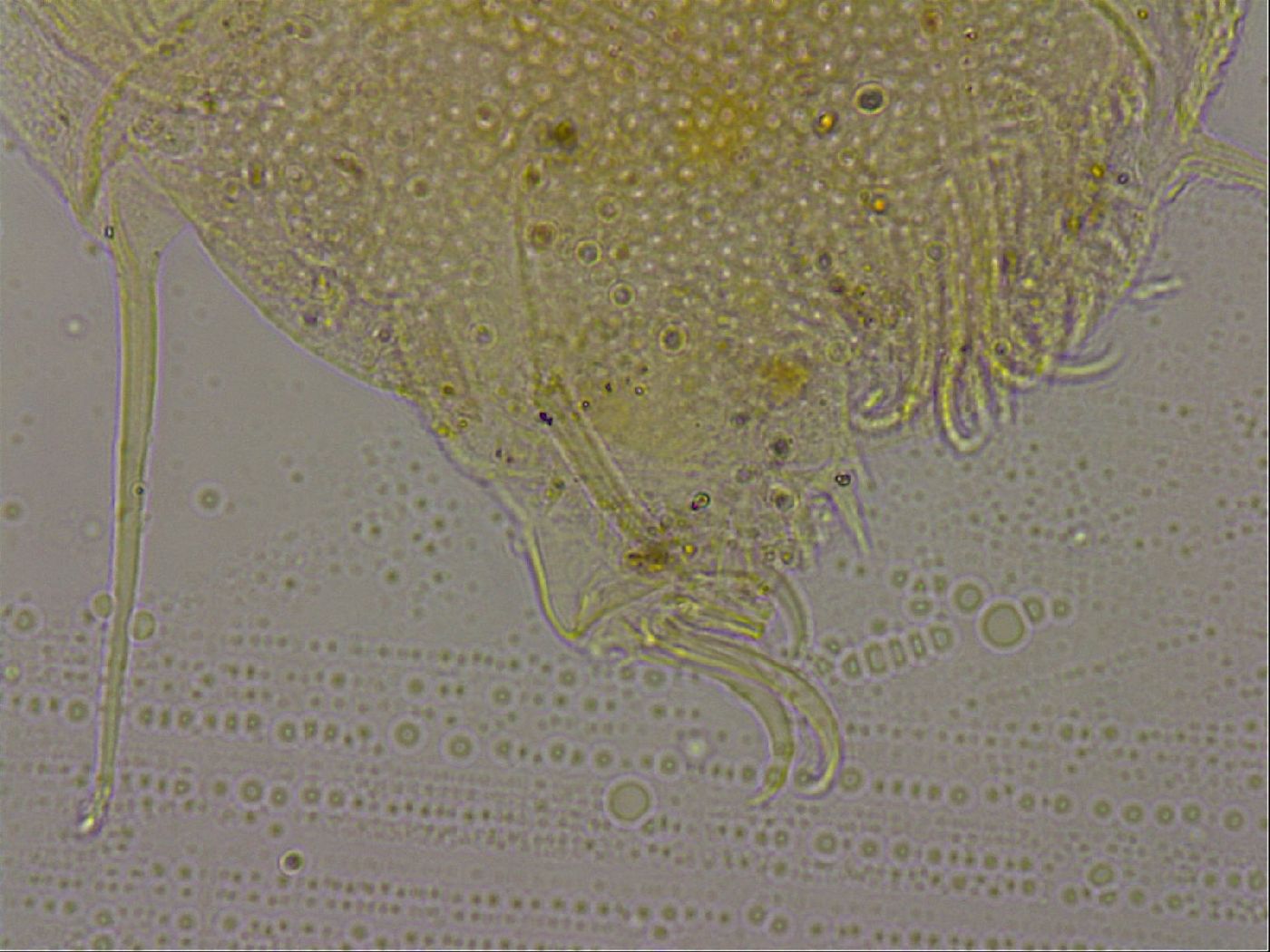 Echiniscus militaris image