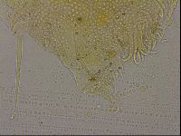 Echiniscus militaris image