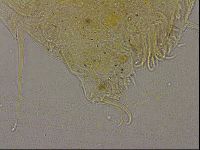 Echiniscus militaris image