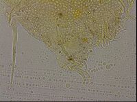 Echiniscus militaris image