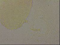 Echiniscus militaris image