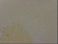 Echiniscus militaris image