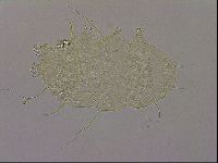 Diploechiniscus oihonnae image