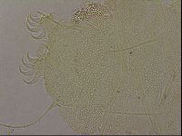 Diploechiniscus oihonnae image