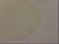 Diploechiniscus oihonnae image