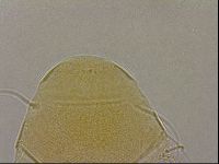 Diploechiniscus oihonnae image