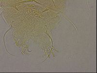 Diploechiniscus oihonnae image
