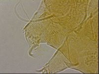 Diploechiniscus oihonnae image