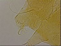 Diploechiniscus oihonnae image