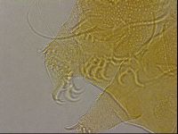 Diploechiniscus oihonnae image