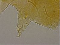 Diploechiniscus oihonnae image