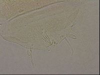 Diploechiniscus oihonnae image