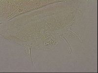 Diploechiniscus oihonnae image