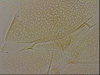 Diploechiniscus oihonnae image