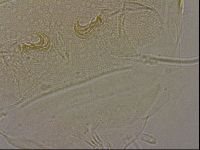 Diploechiniscus oihonnae image