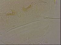 Diploechiniscus oihonnae image