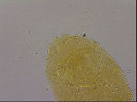 Diploechiniscus oihonnae image