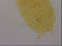 Diploechiniscus oihonnae image