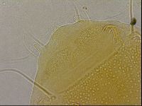 Diploechiniscus oihonnae image