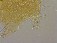 Diploechiniscus oihonnae image