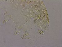 Diploechiniscus oihonnae image