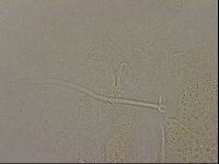 Diploechiniscus oihonnae image
