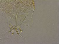 Diploechiniscus oihonnae image