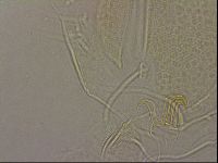 Diploechiniscus oihonnae image