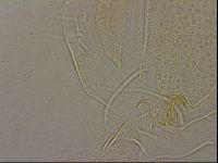 Diploechiniscus oihonnae image