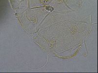 Diploechiniscus oihonnae image