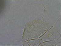 Diploechiniscus oihonnae image