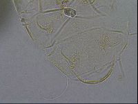 Diploechiniscus oihonnae image